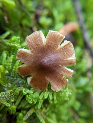Inocybaceae