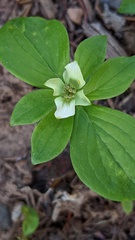 Cornus canadensis