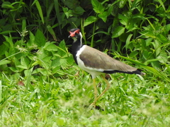 Vanellus indicus