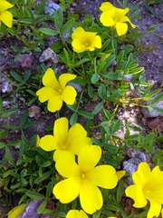 Oxalis namaquana