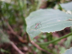 Toxorhynchites splendens