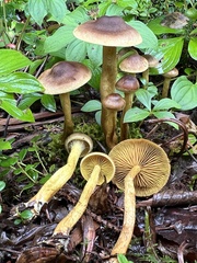 Cortinarius croceus