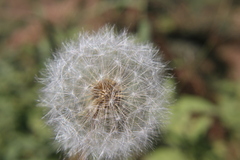 Taraxacum officinale