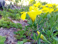 Oxalis namaquana