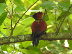 Chrysophlegma miniaceum