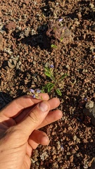 Polemonium pulcherrimum