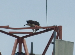 Nisaetus cirrhatus limnaeetus