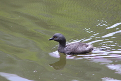 Tachybaptus dominicus