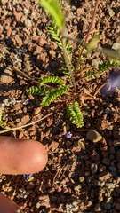Polemonium pulcherrimum