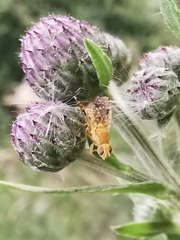 Xyphosia miliaria