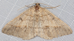 Digrammia neptaria