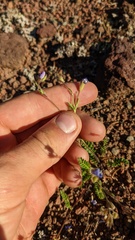 Polemonium pulcherrimum