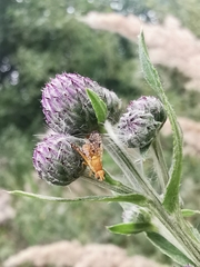 Xyphosia miliaria