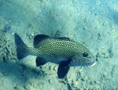 Plectorhinchus chaetodonoides