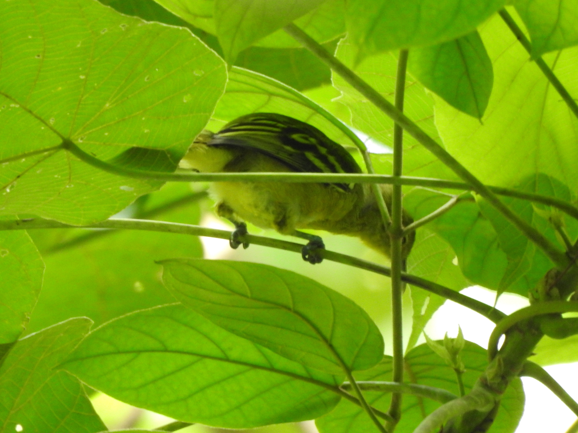 common iora