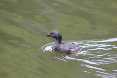 Tachybaptus dominicus