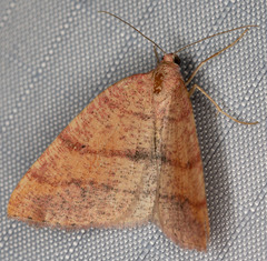 Drepanulatrix carnearia