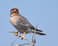 Falco chicquera