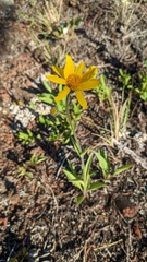 Arnica angustifolia