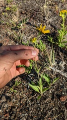 Arnica angustifolia