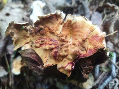 Stereum gausapatum