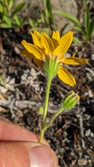 Arnica angustifolia