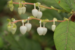 Gaultheria shallon