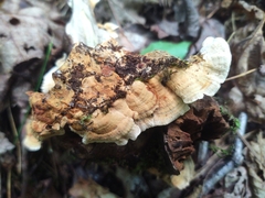 Stereum gausapatum