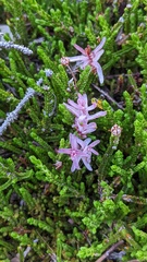 Exobasidium cassiopes