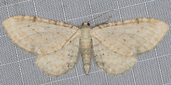 Eupithecia cretaceata