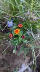 Packera pauciflora