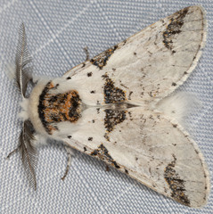 Furcula scolopendrina