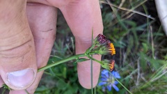 Packera pauciflora