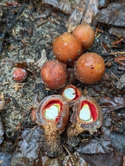 Calostoma cinnabarinum