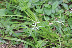 Rhynchospora nervosa