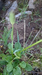 Packera pauciflora