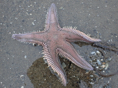 Astropecten armatus