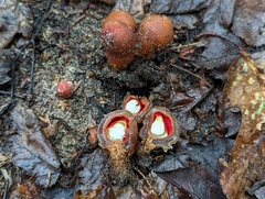 Calostoma cinnabarinum