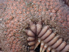 Astropecten armatus