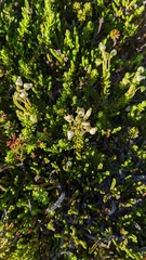 Phyllodoce glanduliflora