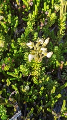 Phyllodoce glanduliflora