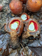 Calostoma cinnabarinum