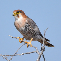 Falco chicquera