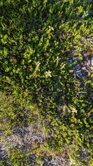 Phyllodoce glanduliflora