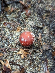 Calostoma cinnabarinum