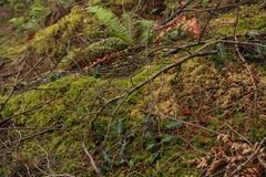 Goodyera oblongifolia