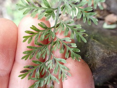 Asplenium