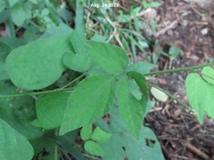 Hylodesmum podocarpum