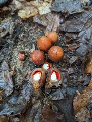 Calostoma cinnabarinum