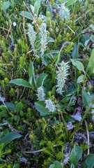 Salix arctica
